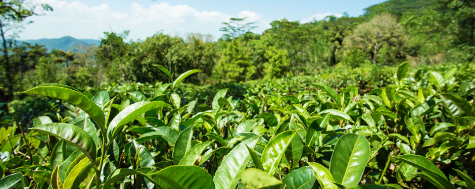 Srilankan-Tea-Industry Kandy